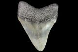 Juvenile Megalodon Tooth - Georgia #75314-1